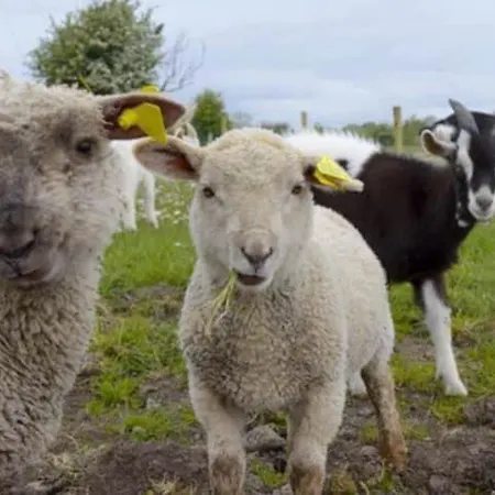 Niamh's Seaside كينافارا